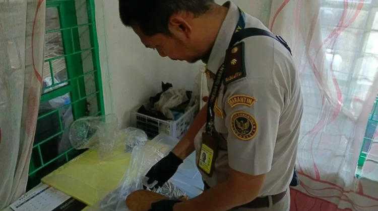 Karantina Babel Periksa Ratusan Kilogram Daun Ketapang Siap Ekspor