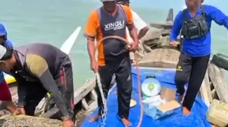 Dorong Ekonomi Nelayan, DKP Babel Salurkan Bantuan 21 Ton Bibit Kerang Dara