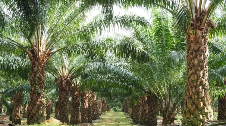 DPKP Babel: Plasma 20 persen oleh Perusahan Kelapa Sawit Hal Mengikat