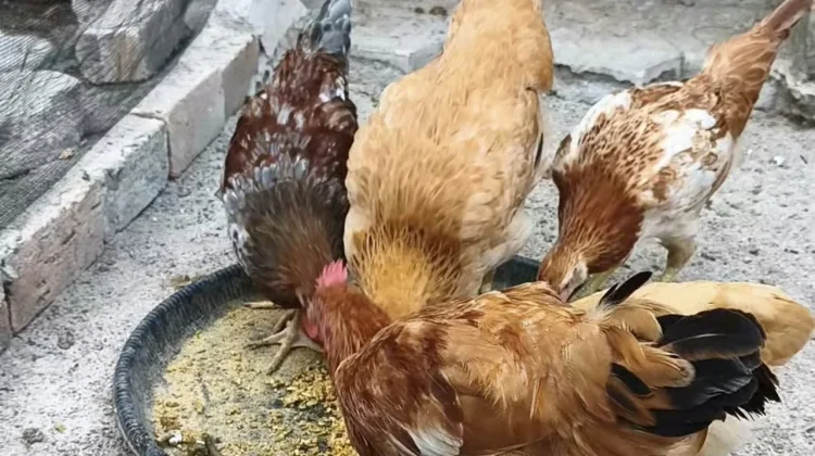 Slow Living lewat Pelihara Ayam: Belajar Sabar dan Konsistensi di Sungailiat