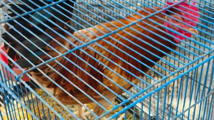 Kokok Ayam Penenang Hati: Slow Living ala Warga Sungailiat
