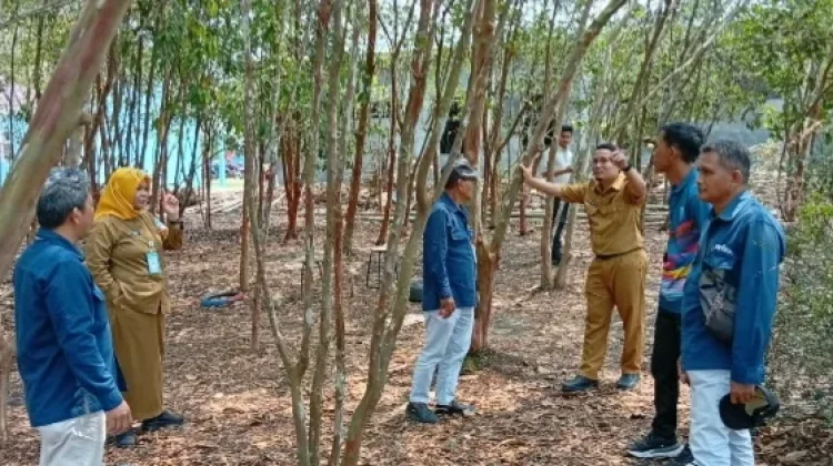 SMK Negeri 1 Bakam Lestarikan Pohon Pelawan di Tengah Sekolah