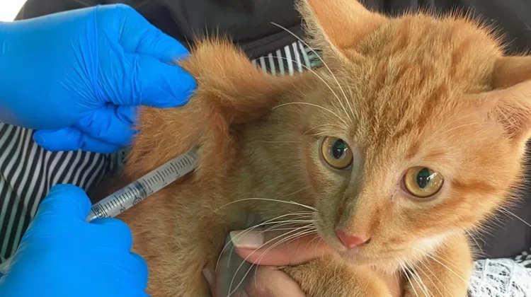 Beltim Masih Bebas Rabies, 149 Hewan Peliharaan Divaksin Gratis