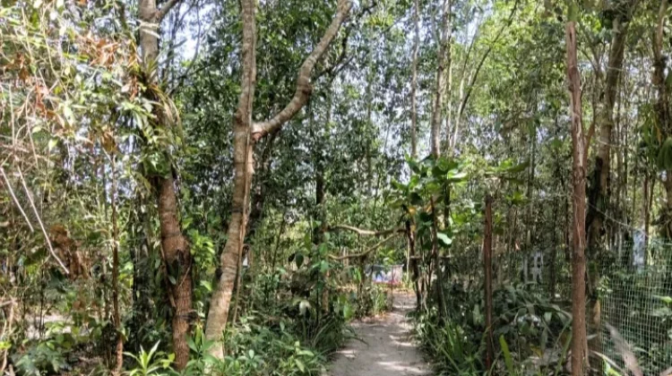 Bangka Belitung Punya Potensi Pengembangan Agroforestry