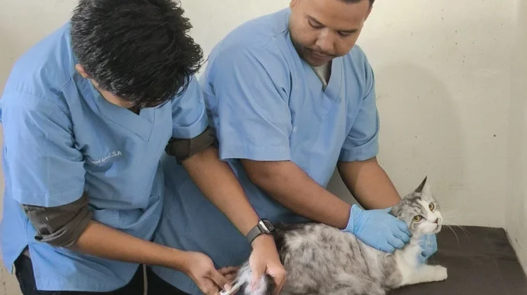 Pemkab Bangka Dapat Bantuan Seribu Vaksin Rabies