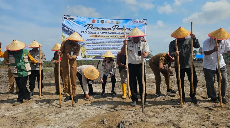 Lapas Pangkalpinang Mulai Tanam Padi Gogo Drupadi di Tuatunu