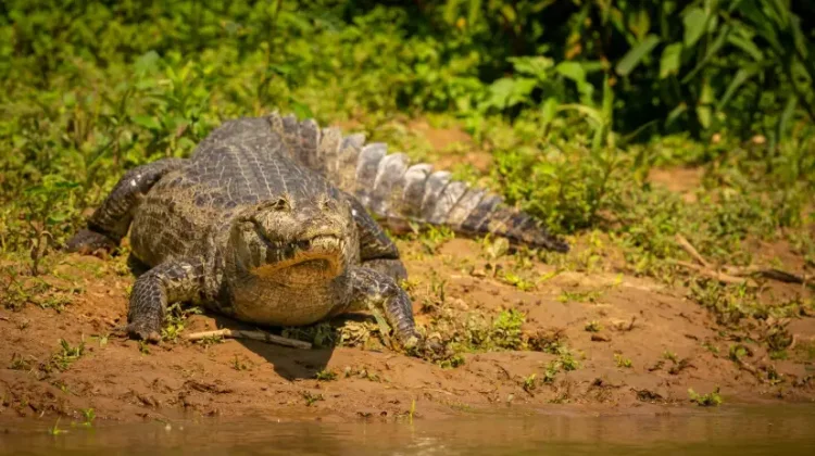 Kerusakan Alam Diduga Sebabkan Serangan Buaya di Bangka Belitung