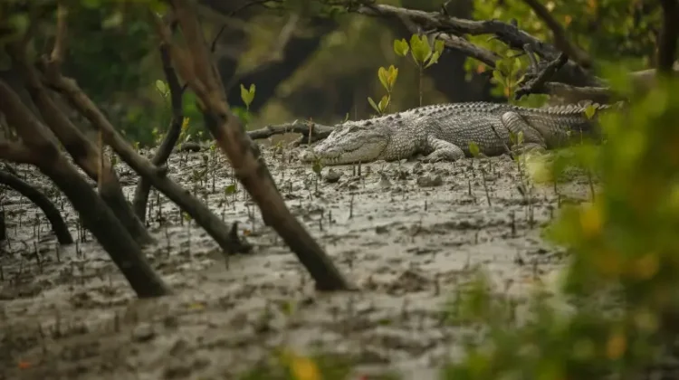 Cegah Serangan Buaya dengan Hindari Aktivitas di Sekitar Habitat
