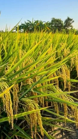 Menjaga Lumbung Pangan di tengah Ancaman Perubahan Iklim