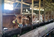 LSD pada Hewan Ternak di Kabupaten Belitung Timur Masih Aman