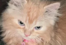 Memelihara Kucing Persia sebagai Teman Setia