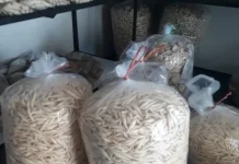 Pesanan Lebaran Membludak, UMKM Bangka Kebanjiran Order