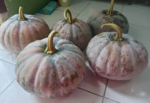 Labu Kuning Jadi Pilihan Menu di Bulan Ramadan