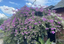 Kepuasan Penghobi Merawat Bougenville Jadi Budaya Pekarangan