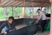 Polresta Pangkalpinang Bongkar Lokasi Sabung Ayam Kelurahan Semabung