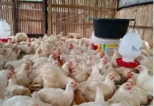 Dinpanpertan Bangka Pastikan Stok Ayam Aman untuk Kebutuhan Masyarakat