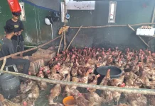 Harga Ayam Merah di Pasar Higienis Rp75 ribu per-ekor