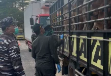 Lalu Lintas Komoditas Pangan Antar Pulau Pelabuhan Meningkat jelang Idulfitri