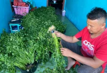 H.E Farmhouse Panen Ribuan Rumpun Seledri