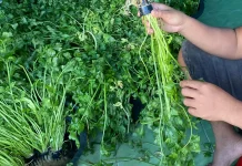 Mendekati Lebaran, Seledri Hidroponik Diburu Ibu-Ibu