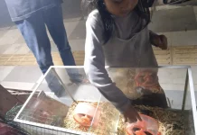 Omzet Penjual Hamster di Sungailiat Meningkat saat Libur Lebaran