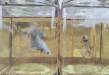 Pedagang Sarankan Pakan Hidup untuk Ikan Cupang agar Lebih Sehat