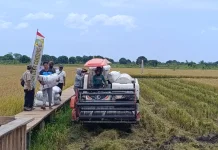 Panen Perdana Padi di Agrowisata Nujau Hijau Gantung