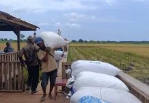 Petani Sawah Nujau Gantung Tetap Tanam Padi di tengah Ancaman Kemarau