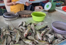 Harga Ikan Sepekan pasca-Lebaran Masih Tinggi