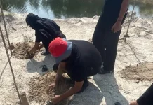 Pepelingasih Bersama Mahasiswa Agroteknologi Tanam 250 Pohon Cemara