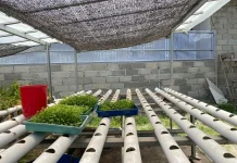 H.E Farmhouse Semai Benih Seledri Hidroponik