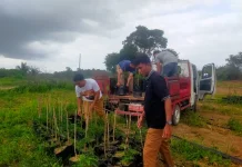 Kelurahan Surya Timur Terima Bantuan Seribu Bibit Cabai Program Gencar