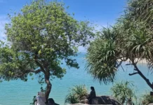 Pohon Ikonik Pantai Batu Ketak Tarik Antrean Pengunjung untuk Berfoto