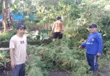 Gotong Royong Pemberantasan Sarang Nyamuk Tekan Risiko DBD