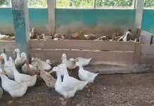Pemdes Kurnia Jaya Kembangkan Produksi Telur Bebek untuk Dukung Ketahanan Pangan