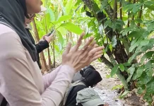 Tanaman Lokal Bangka Dikenalkan ke Wisatawan Aik Biru Bukit Senja