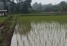 Lima Embung Sawah Dibangun di Bangka