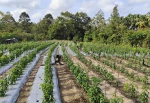 Anomali Cuaca Ancam Pertanian, Petani Beltim Perketat Perawatan Tanaman