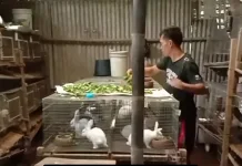 Pakan Tepat Jadi Kunci Sukses Ternak Kelinci Pemula