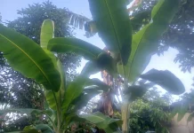 Manfaat Daun Pisang di Keseharian Masyarakat