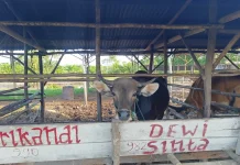 Distangan Beltim Pastikan Stok dan Kesehatan Hewan Kurban Aman