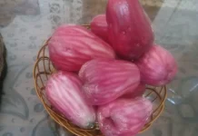 Jambu Jamaika, Buah Tropis yang Kaya Manfaatnya