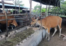 Bantuan Sapi Presiden untuk Iduladha Prioritaskan Peternak Lokal Beltim