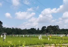 Bantuan Pupuk Subsidi Fokuskan pada Lahan Sawah di Bangka