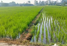 Penyaluran Pupuk Subsidi Pemerintah demi Produktivitas Petani Sawah