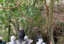 Dinamai dari Habitat Satwa, Goa Lutung di Bukit Senja Simpan Jejak Lutung Kelabu
