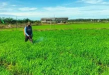Halo RRI: Aduan Mengenai Permasalahan Bantuan Sawah