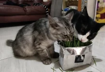 Manfaat Catgrass untuk Kucing Peliharaan di Rumah