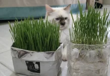Menanam Catgrass Mudah dengan Media Tanam Tisu