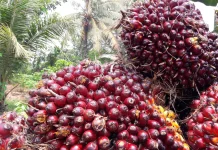 Apkasindo Bangka Ingin Harga TBS Kelapa Sawit Petani Dibeli Rp3 ribu per Kilogram
